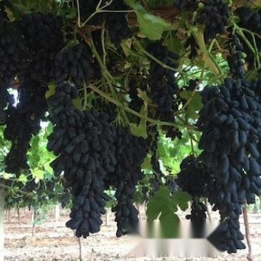 蓝宝石葡萄苗一年苗20-40cm质量好