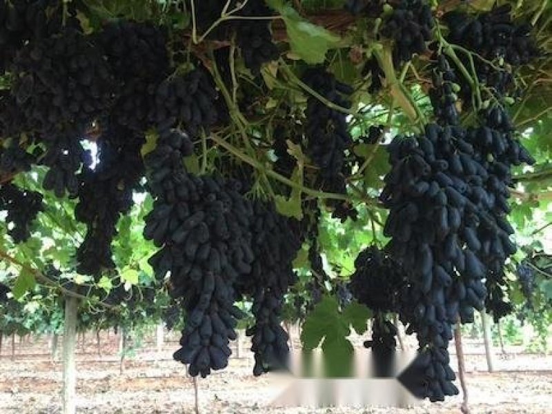 蓝宝石葡萄苗一年苗20-40cm质量好