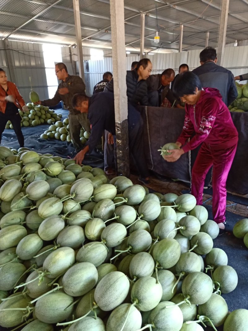 小蜜25号哈蜜瓜晓蜜种植产地皮白网好个头大糖度高量大