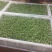 豆瓣菜绿色食品