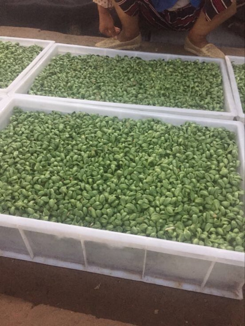 豆瓣菜绿色食品