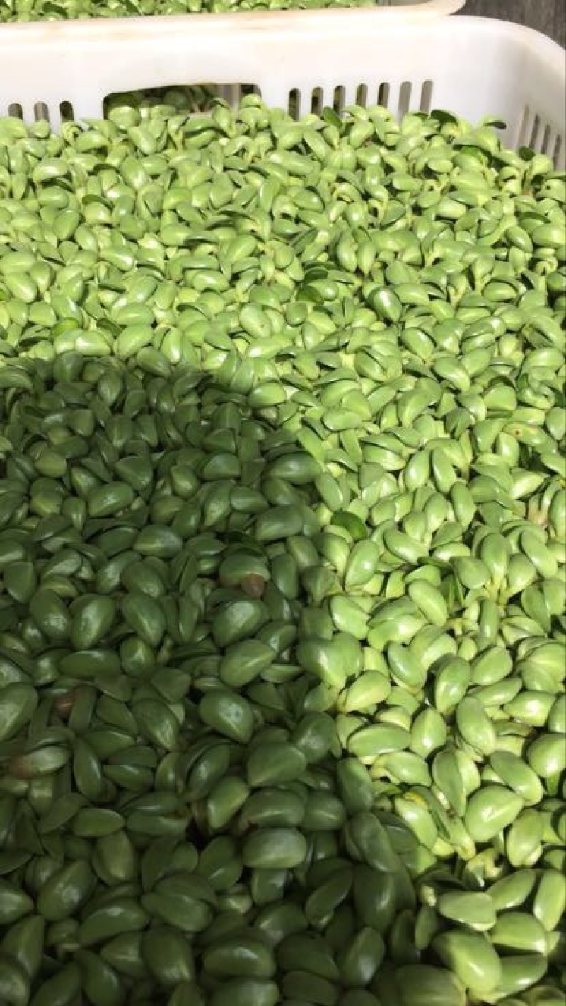 豆瓣菜绿色食品