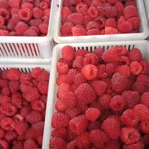 树莓果，出售树莓鲜果，红树莓鲜果