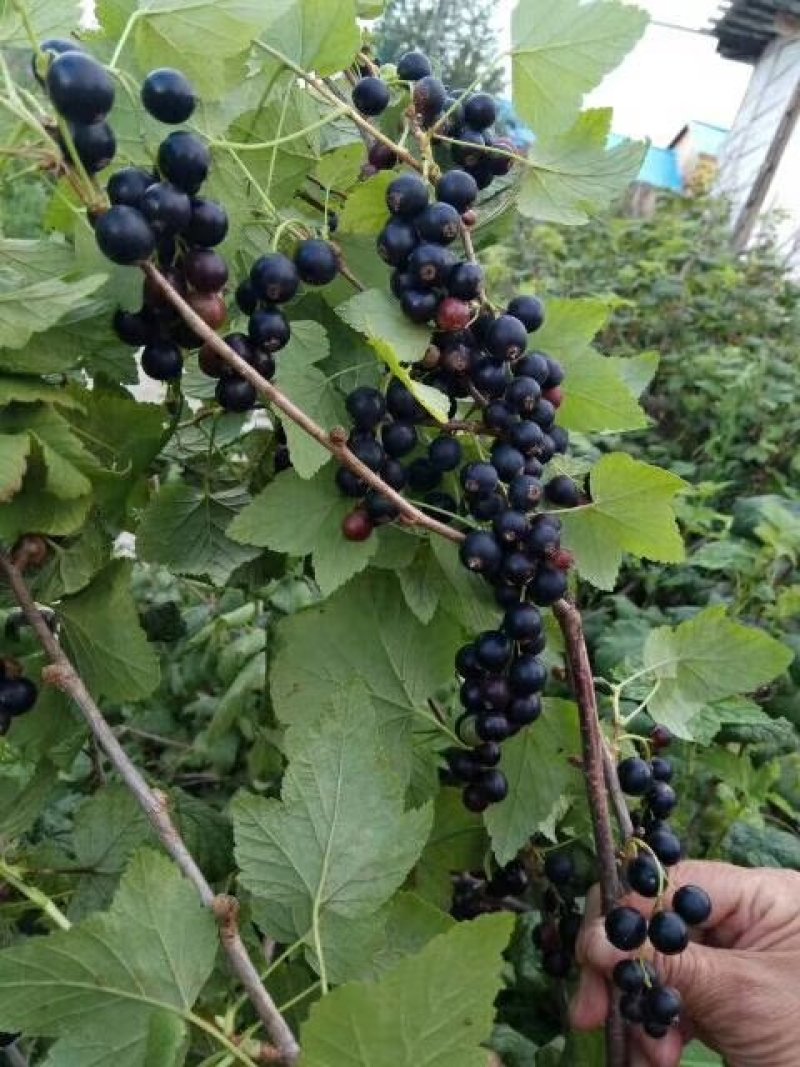 黑加仑，黑加仑果，大果黑加伦鲜果及冻果