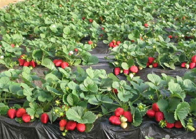 大量批发草莓苗、四季草莓苗