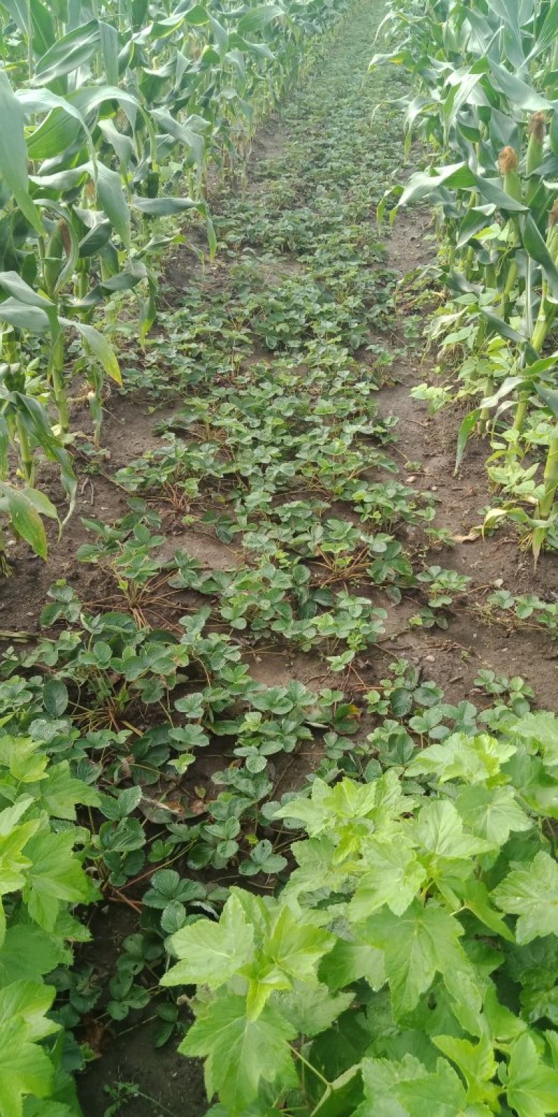 大量批发草莓苗、四季草莓苗