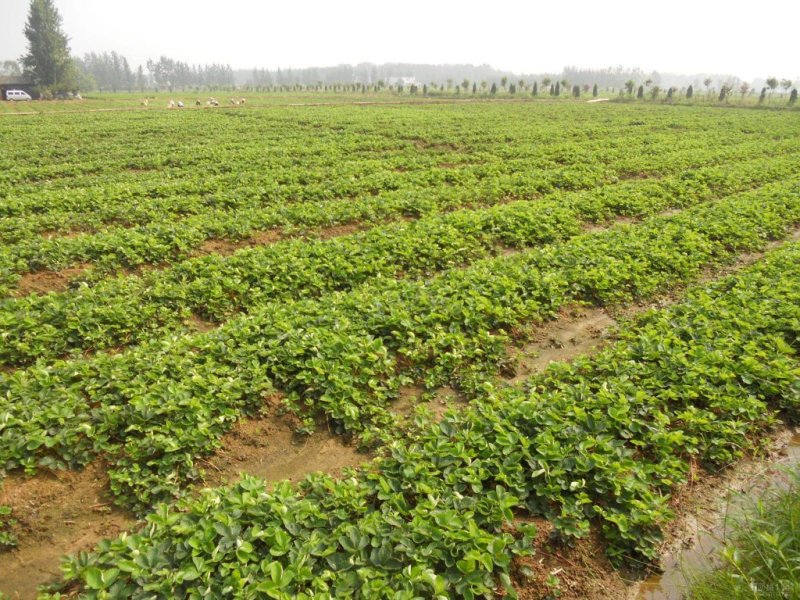 大量批发草莓苗、四季草莓苗
