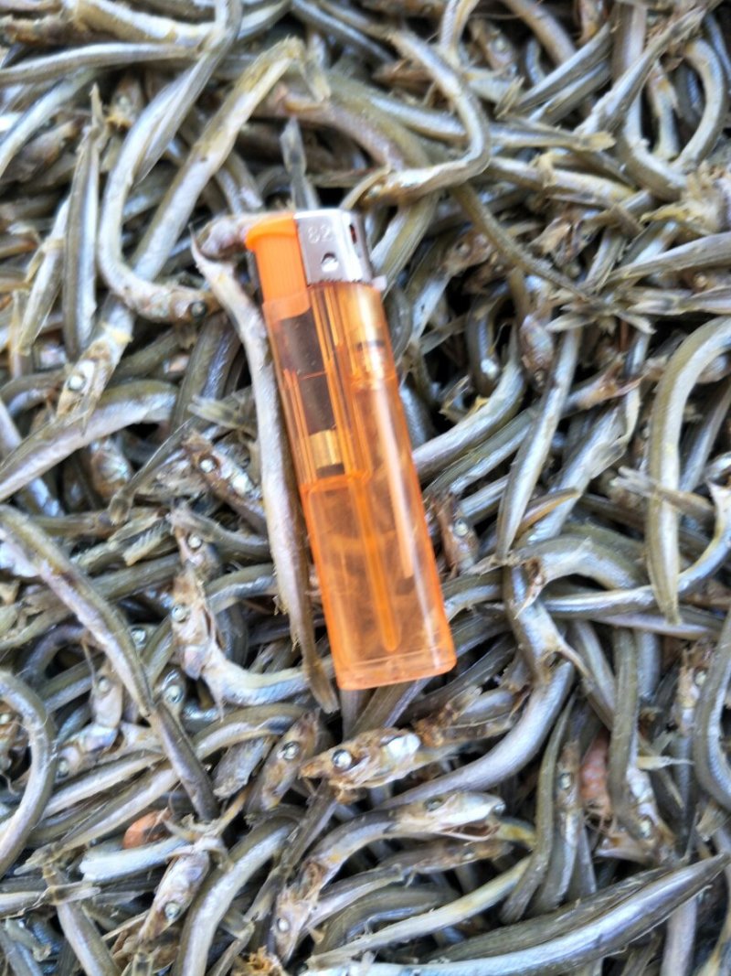 银针鱼