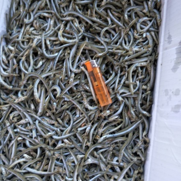银针鱼