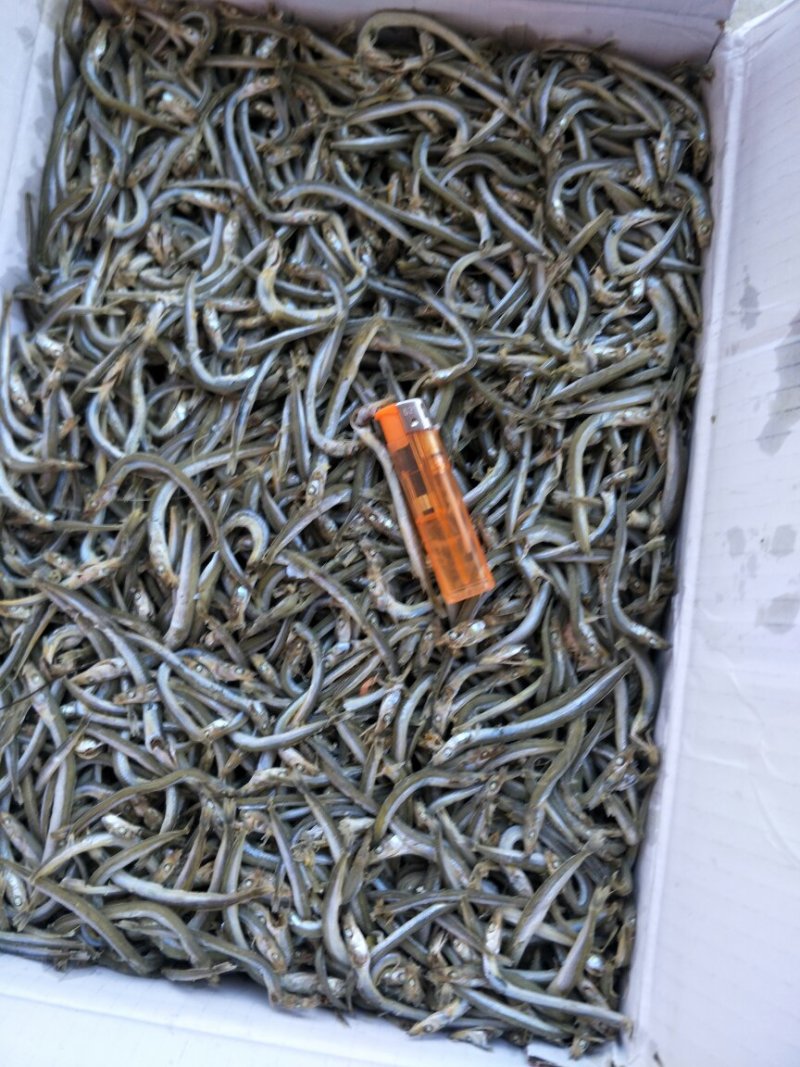 银针鱼