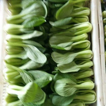 精品上海青，小油菜朱春杰常年供应保质保量