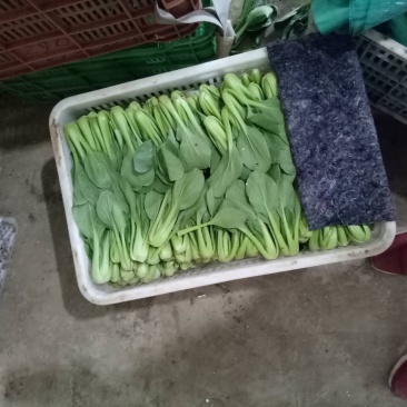 常年供应精品上海青，小油菜保质保量真诚合作