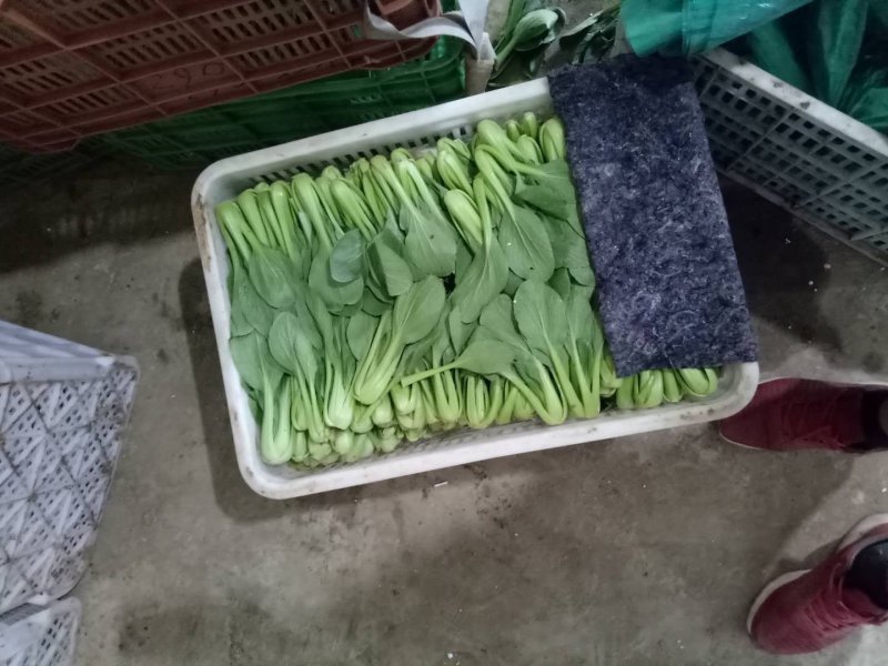 常年供应精品上海青，小油菜保质保量真诚合作