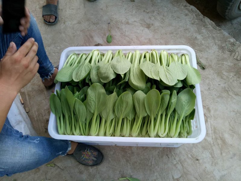 常年供应精品上海青，小油菜保质保量真诚合作