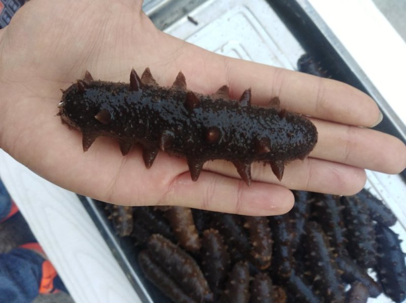 即食海参