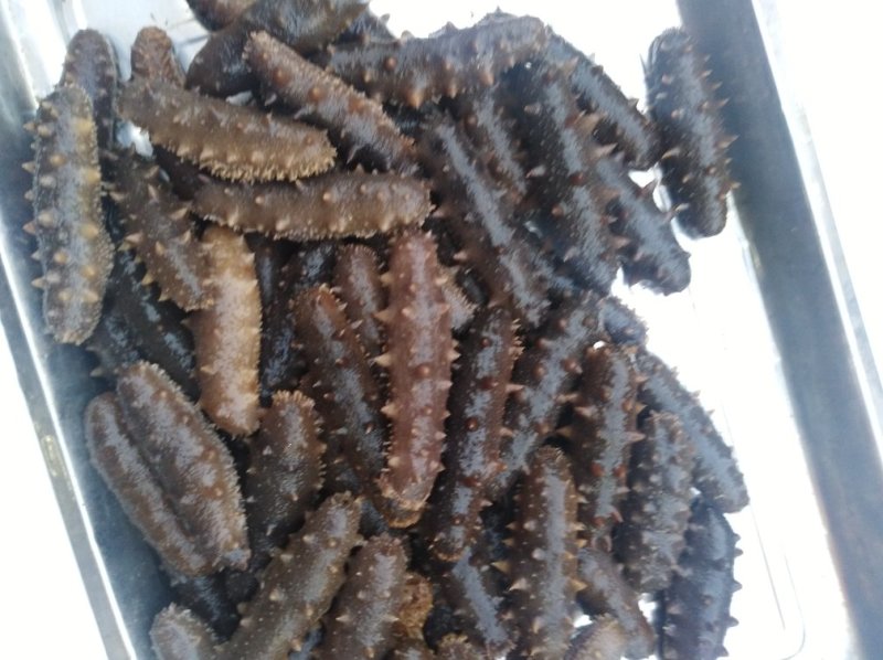 即食海参