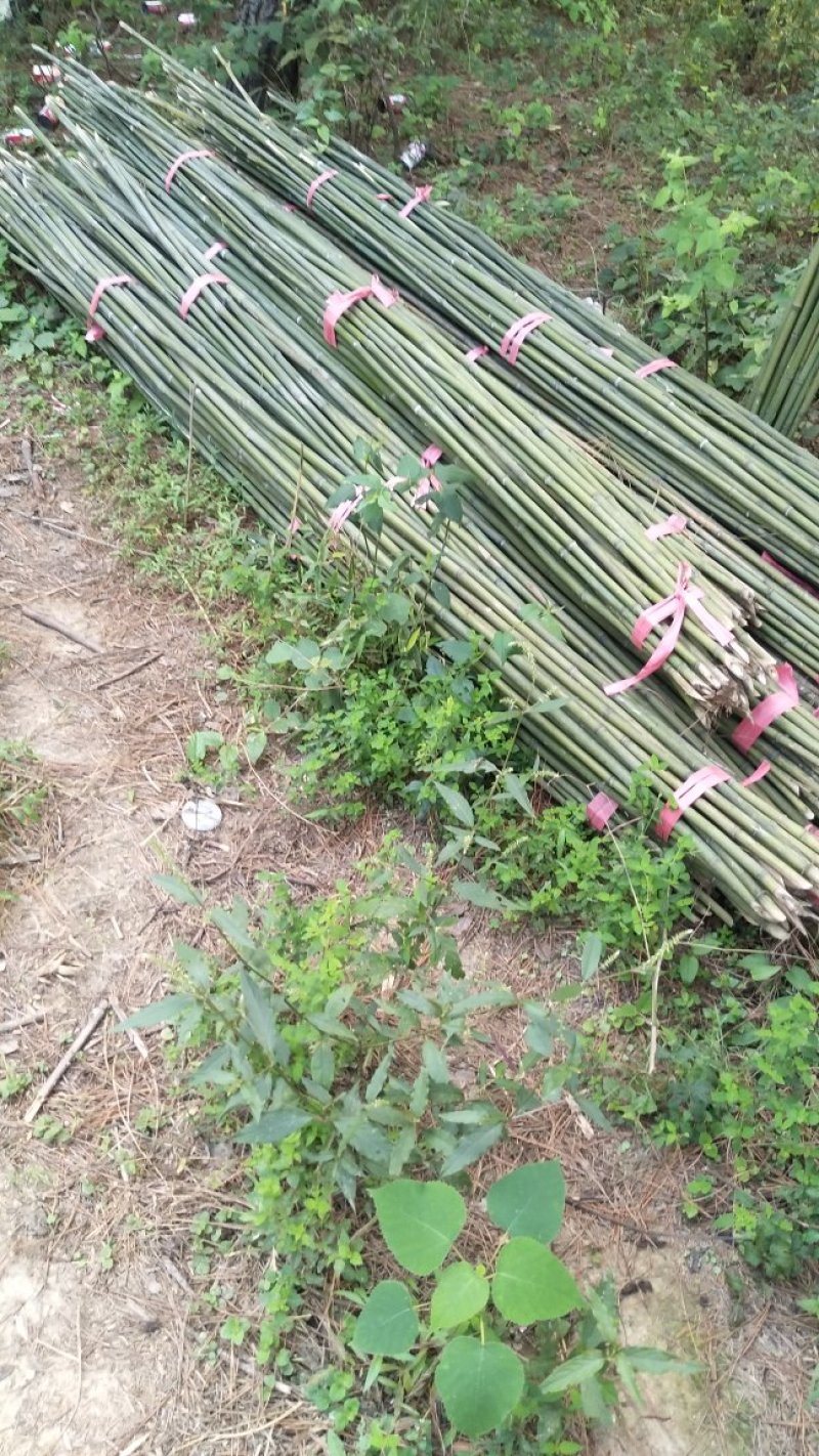 豆角架，黄瓜架，火龙果撑等各种瓜果架，现货批发，量大优惠