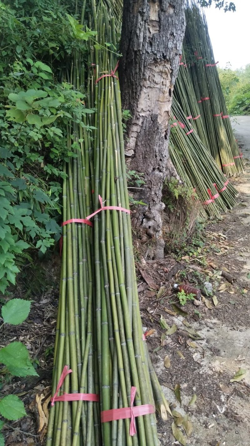 豆角架，黄瓜架，火龙果撑等各种瓜果架，现货批发，量大优惠