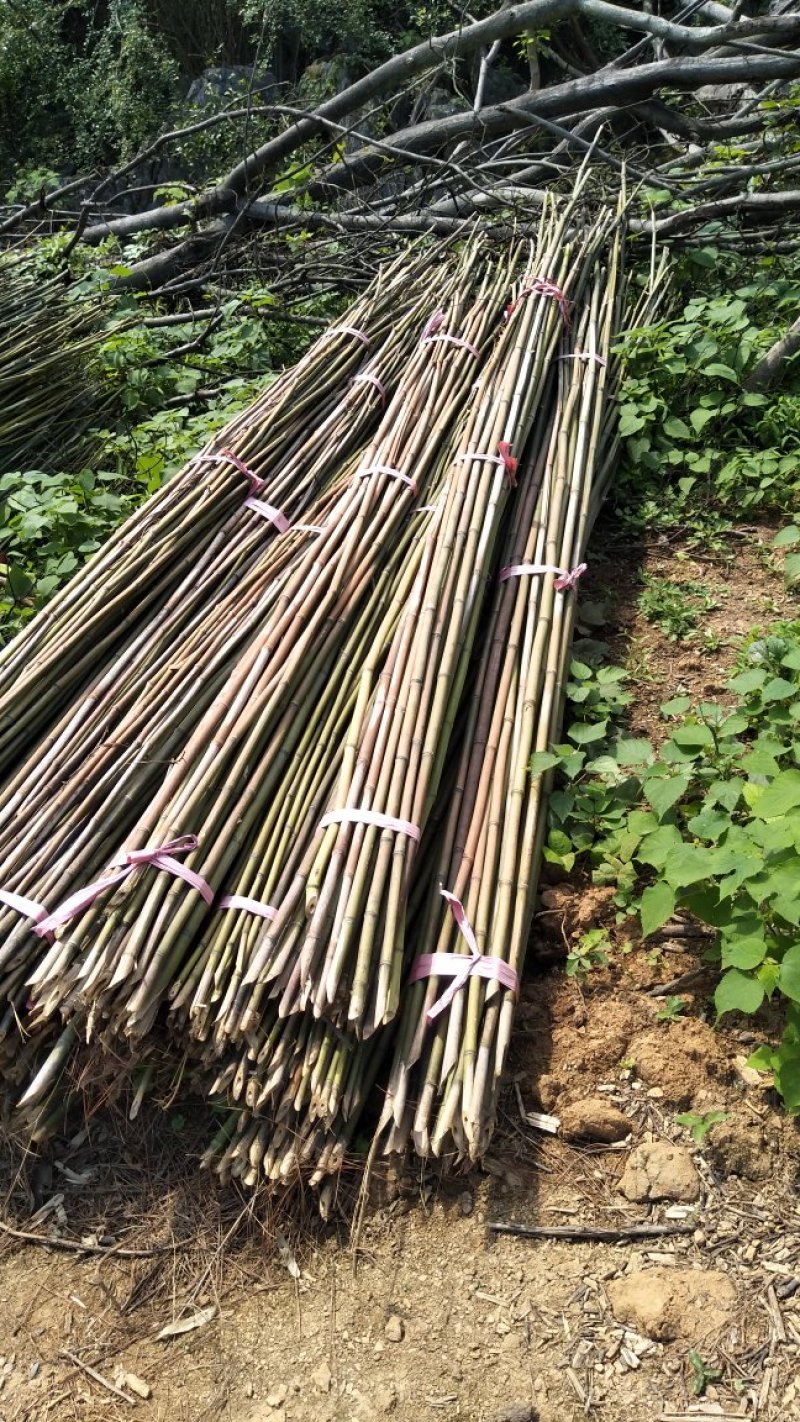 豆角架，黄瓜架，火龙果撑等各种瓜果架，现货批发，量大优惠