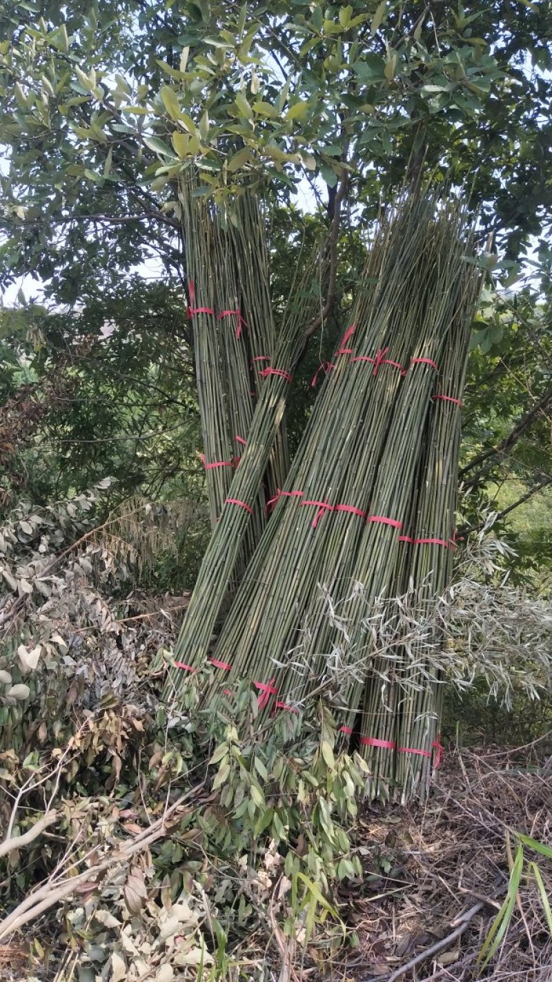 豆角架，黄瓜架，火龙果撑等各种瓜果架，现货批发，量大优惠