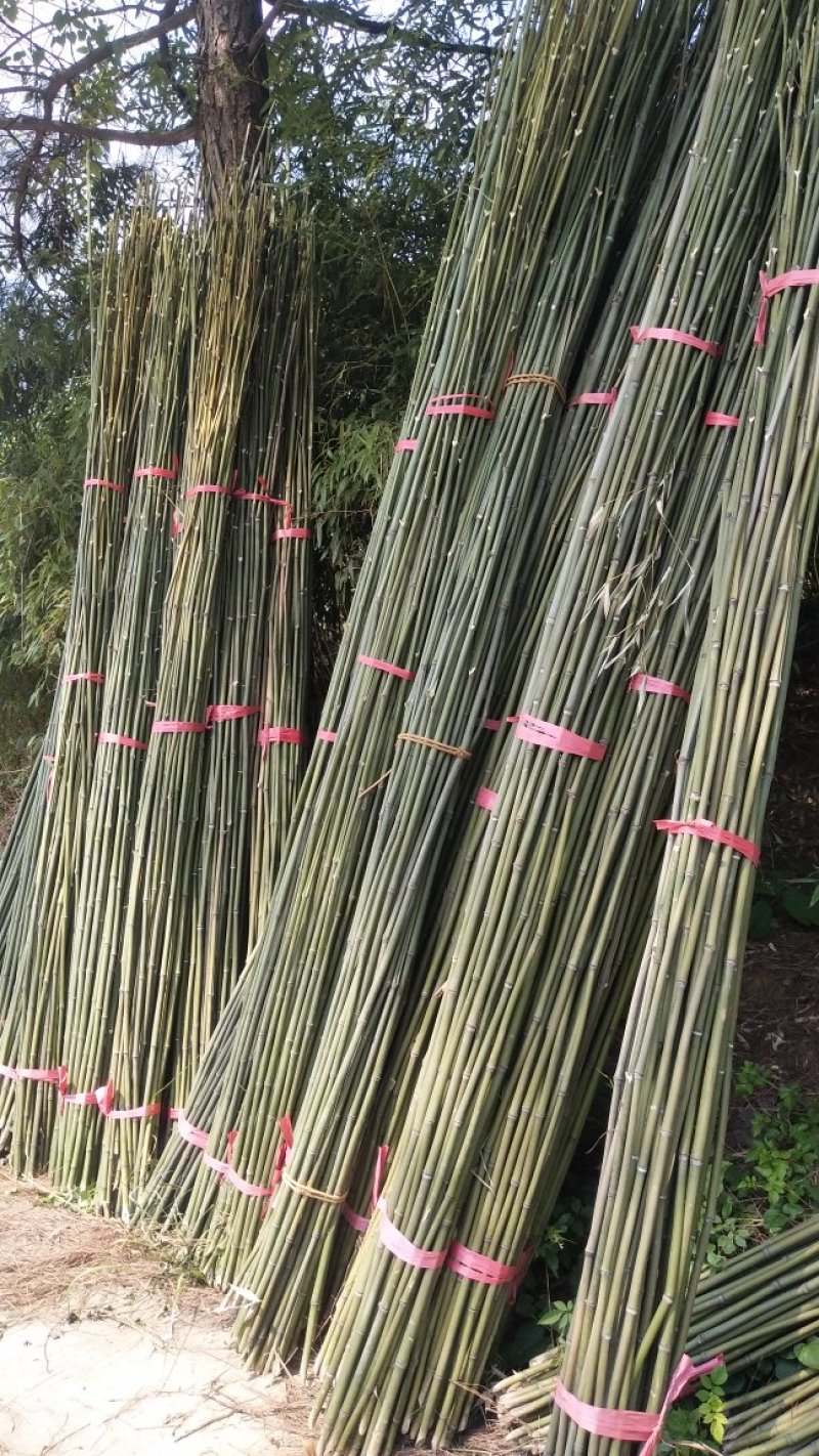 豆角架，黄瓜架，火龙果撑等各种瓜果架，现货批发，量大优惠