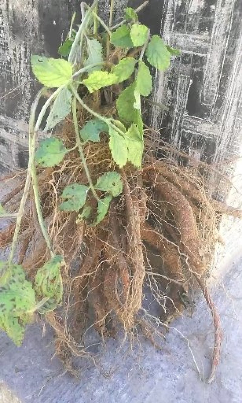 现在鲜丹参