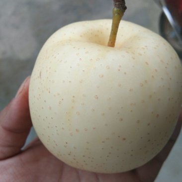 黄金梨树苗