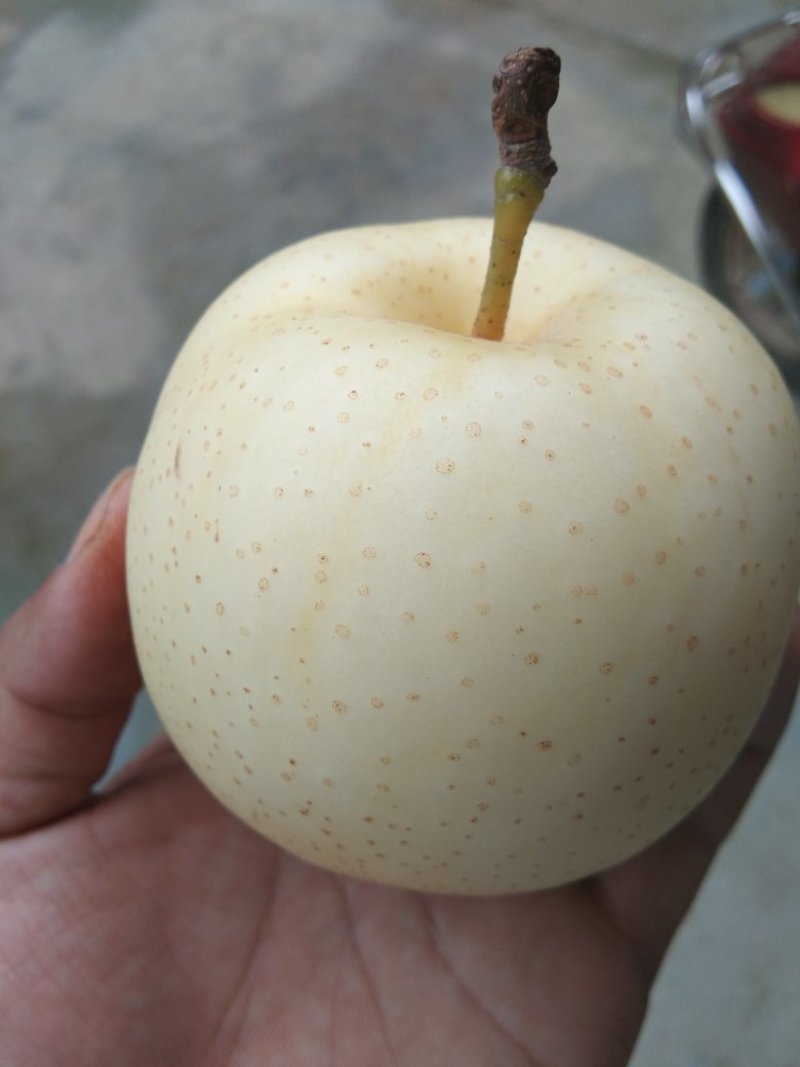 黄金梨树苗