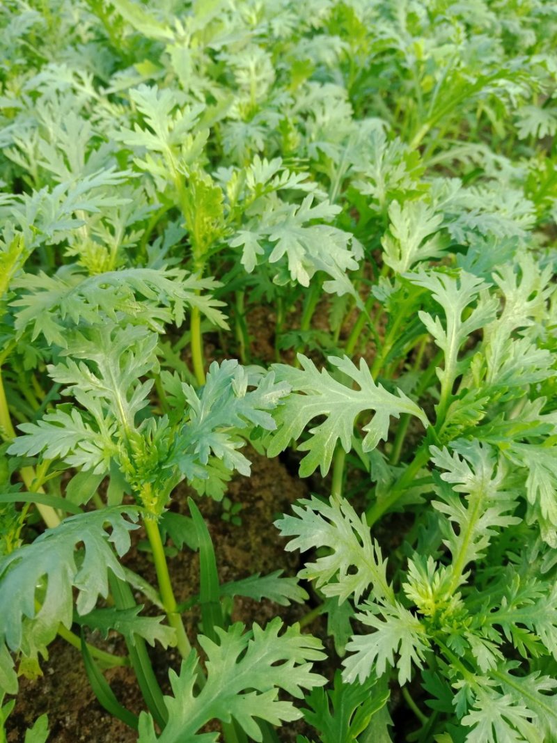 芹菜，茼蒿