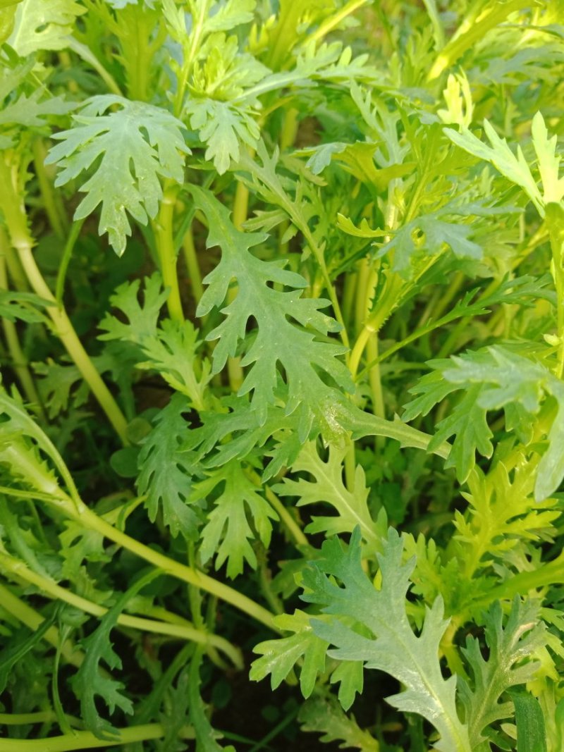 芹菜，茼蒿
