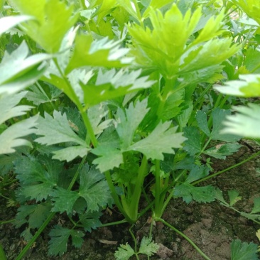 芹菜，茼蒿