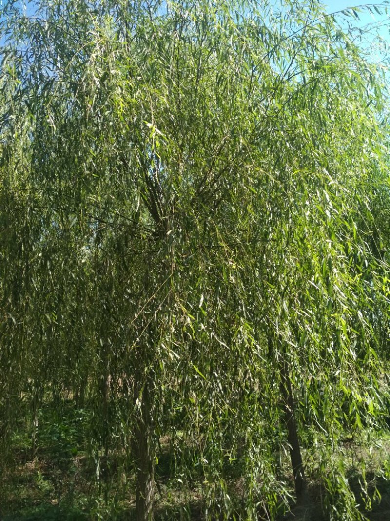 大量供应优质10厘米以上青垂柳.