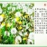 蒲公英种子纯种净籽3斤/亩春夏秋播，多年生