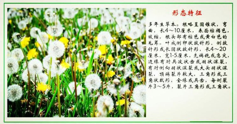 蒲公英种子纯种净籽3斤/亩春夏秋播，多年生