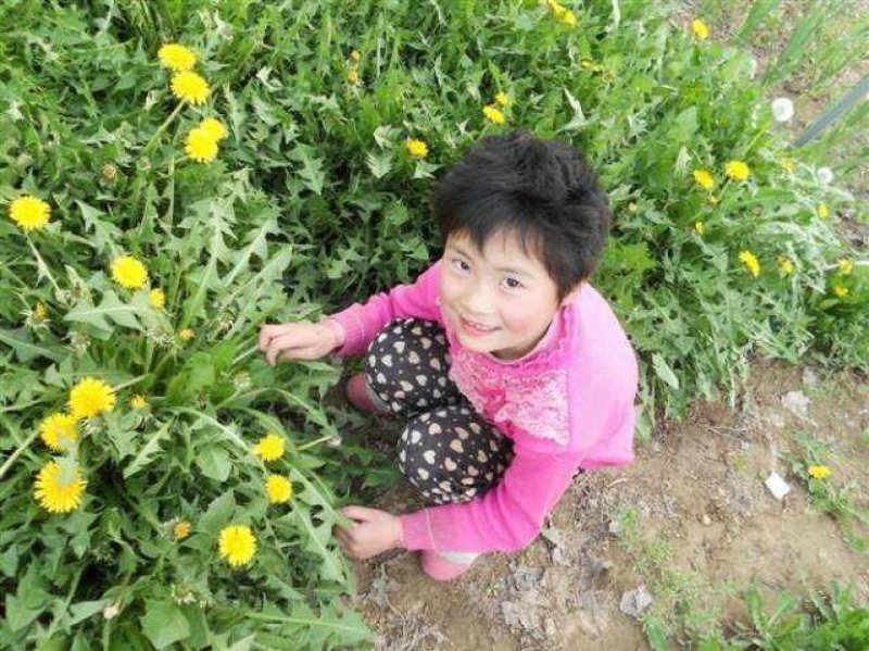 蒲公英种子纯种净籽3斤/亩春夏秋播，多年生