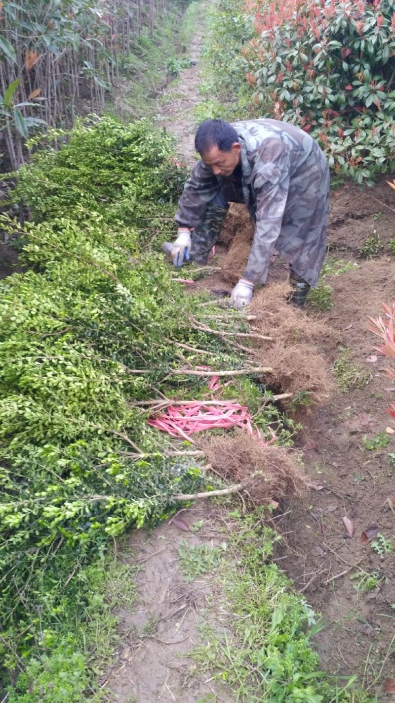 自产自销独杆瓜子黄杨小叶黄杨造型黄杨素材批发价【包邮】