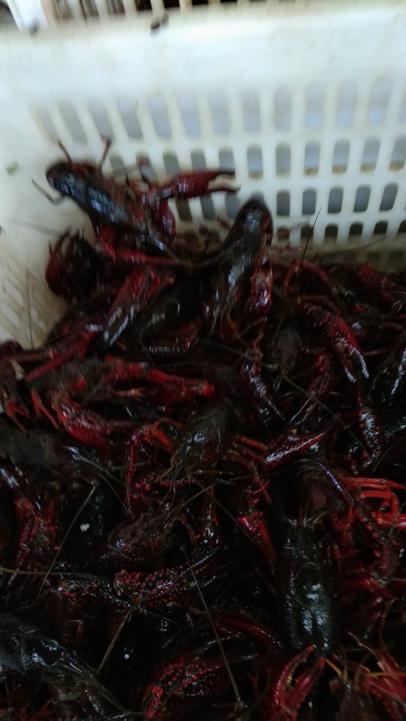 龙虾，