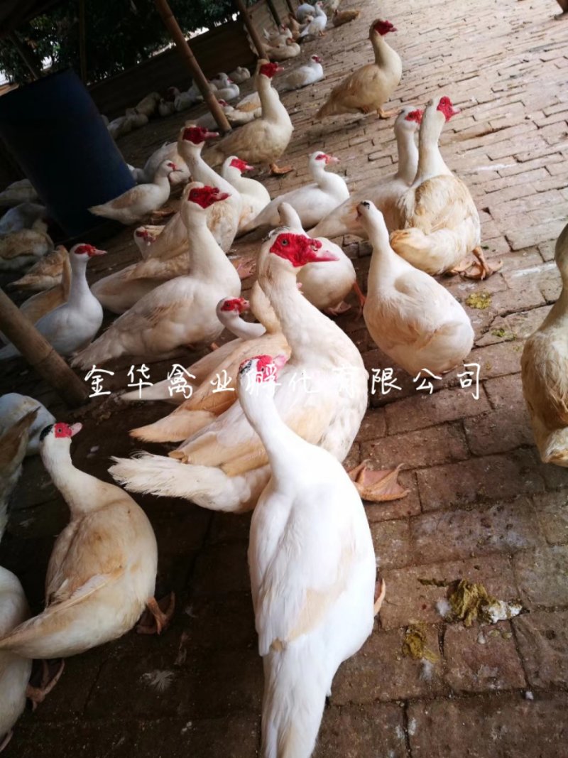 白番鸭苗