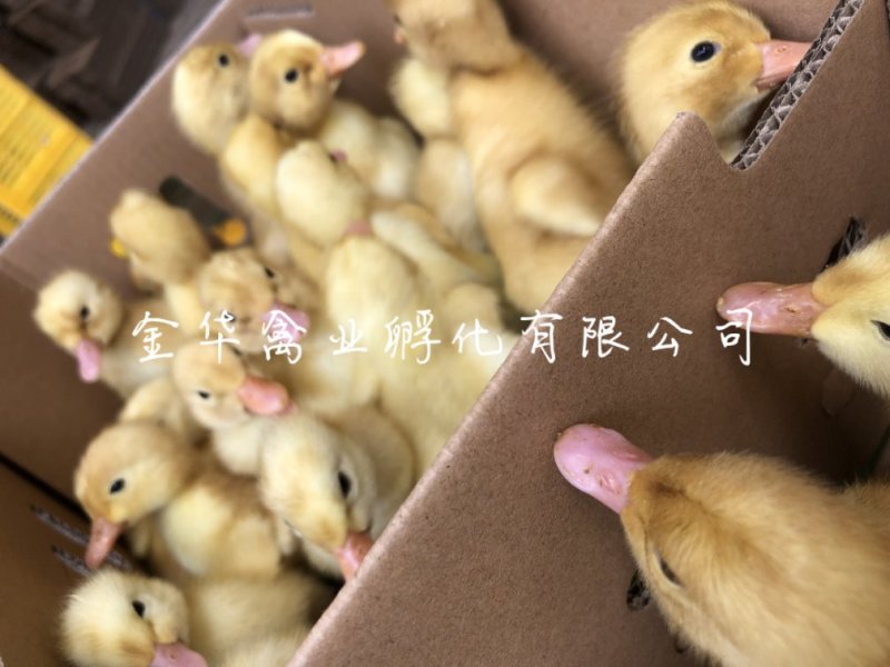 白番鸭苗
