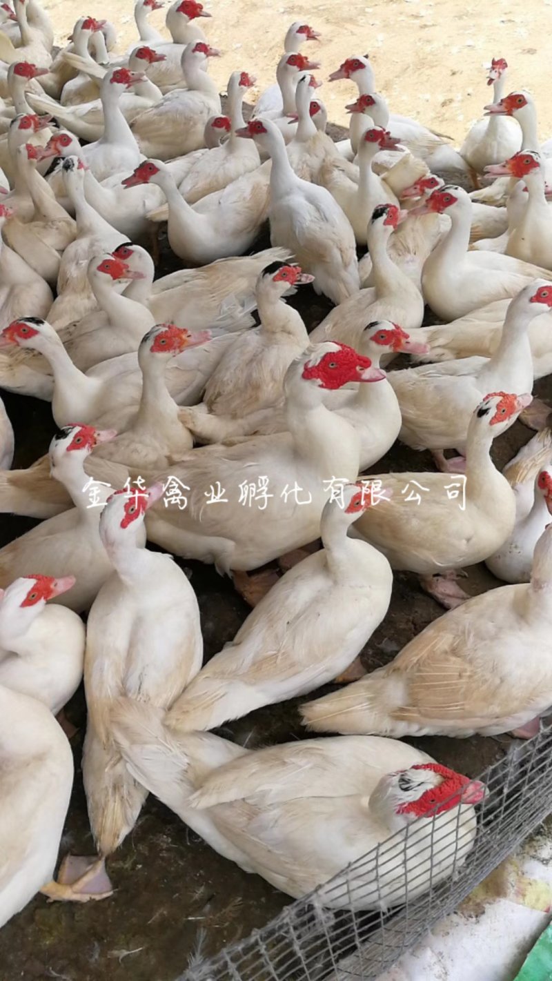 白番鸭苗