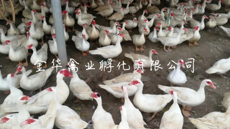白番鸭苗