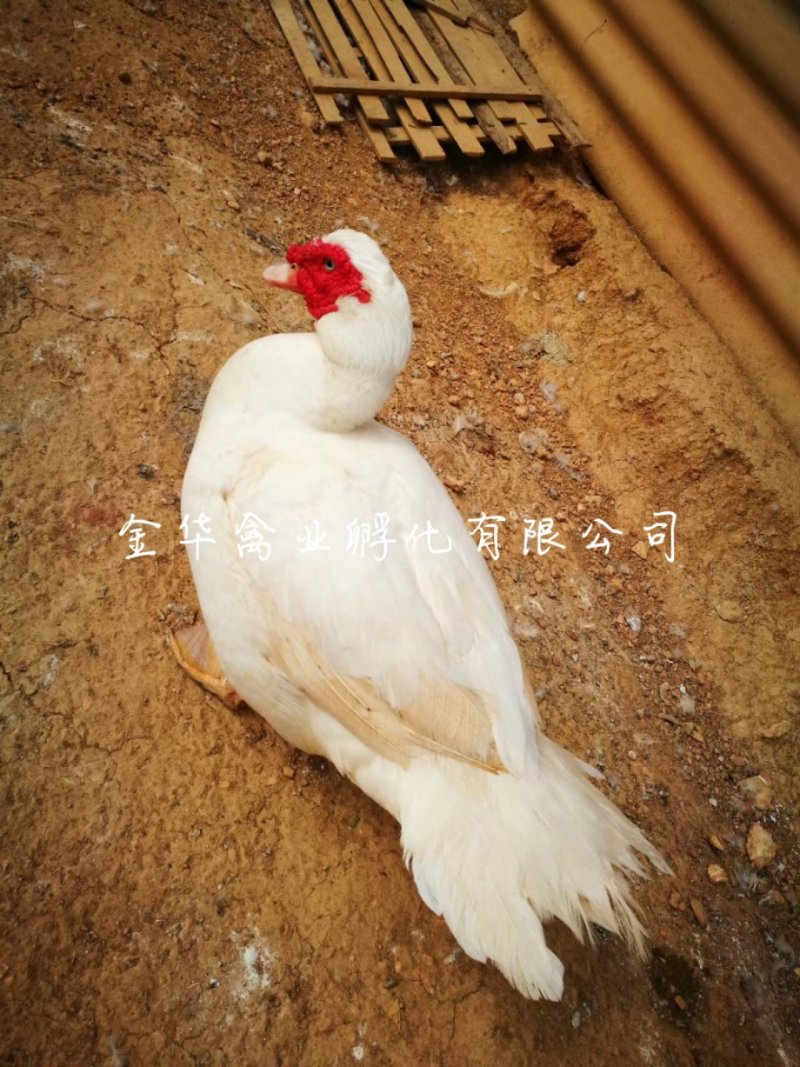 白番鸭苗