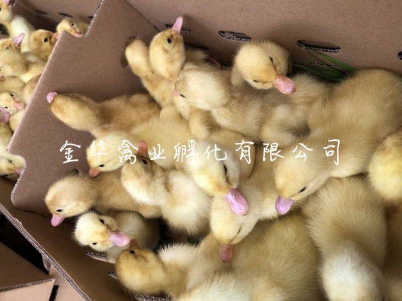 白番鸭苗