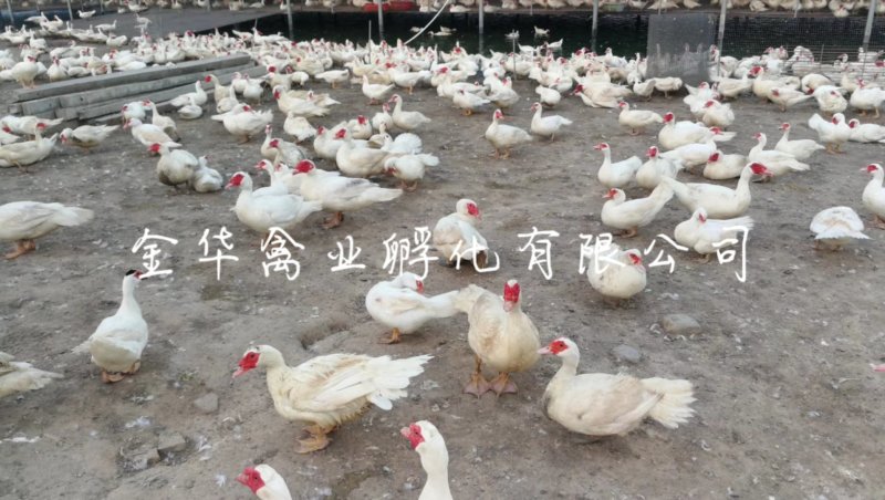 白番鸭苗