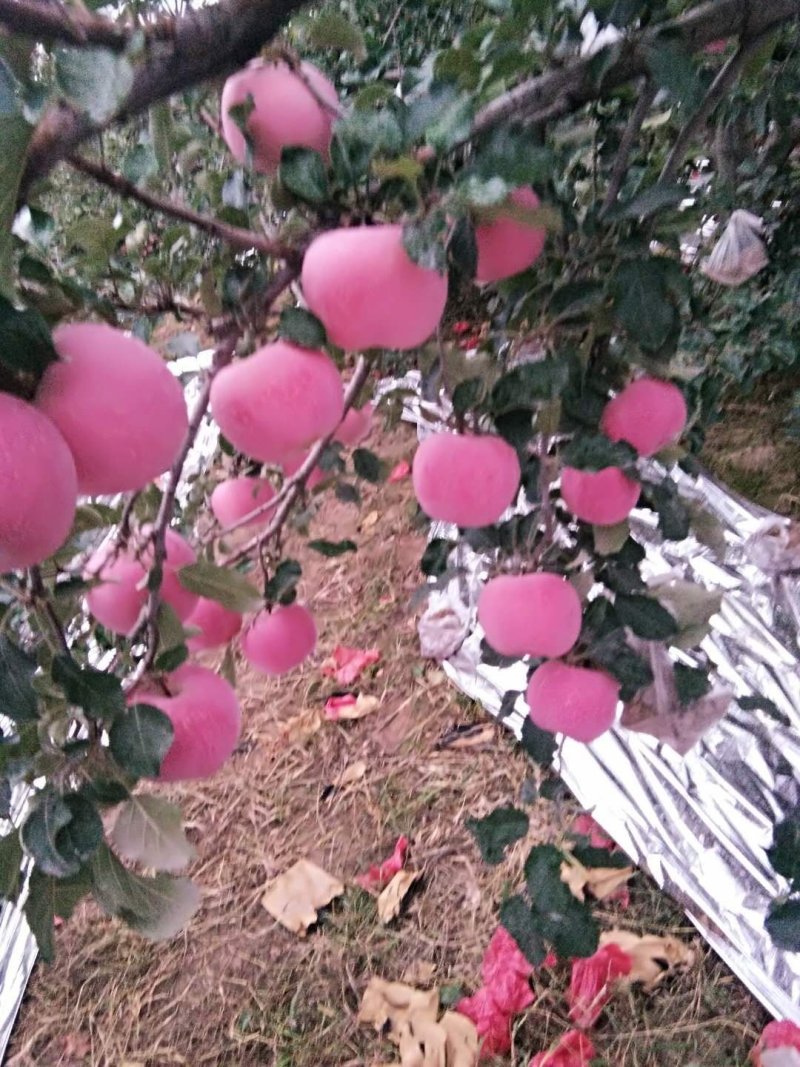 套袋晚熟红富士大量上市对接大型商超市场万斤起批