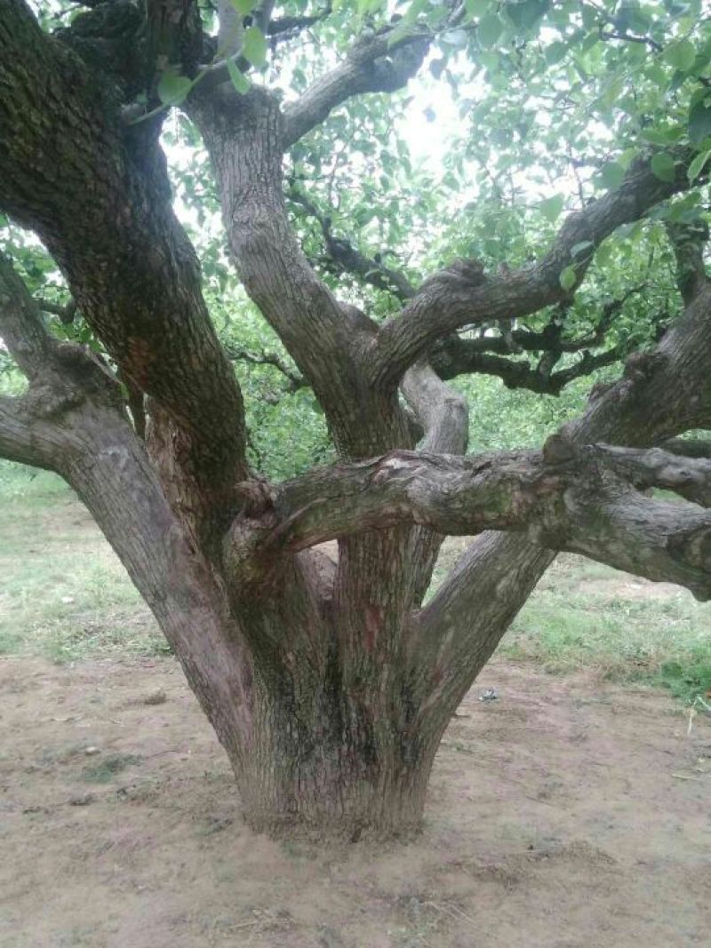 梨树，各规格