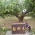 梨树，各规格
