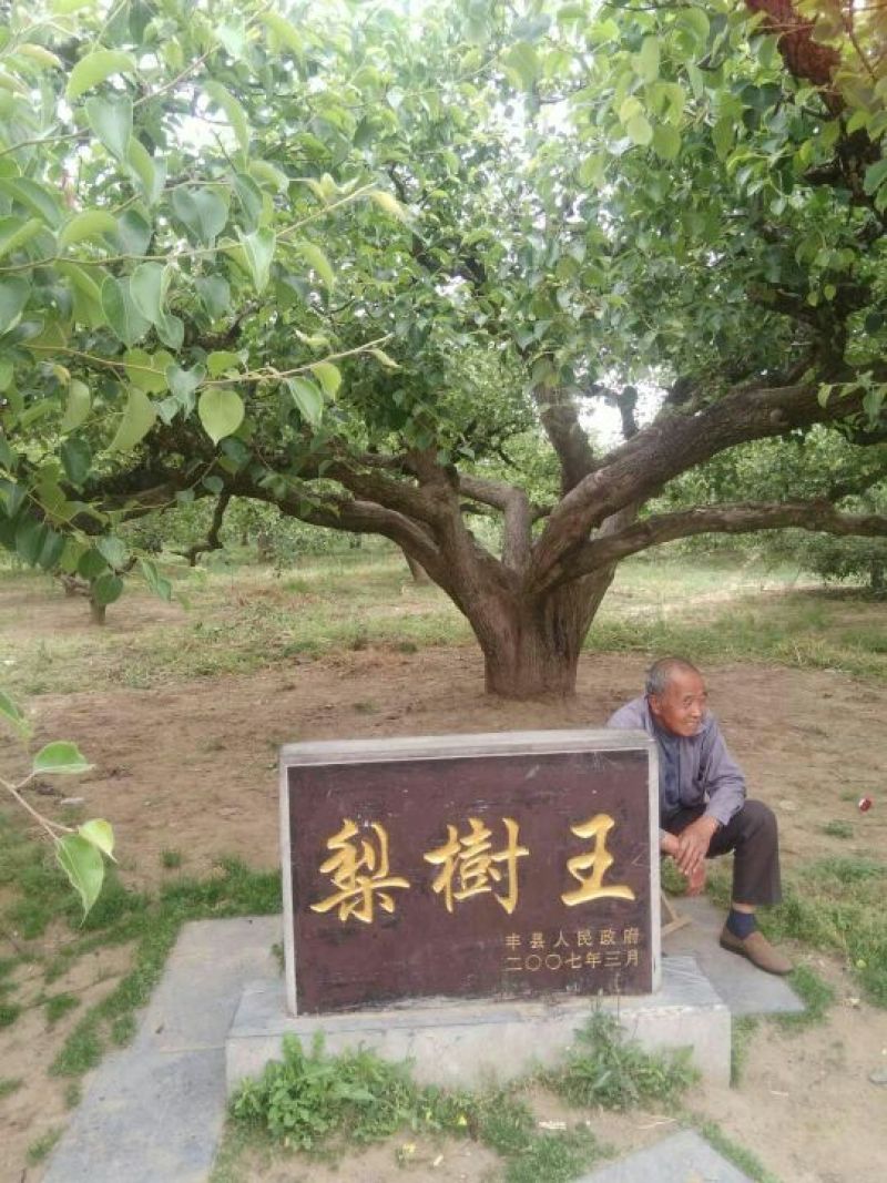 梨树，各规格