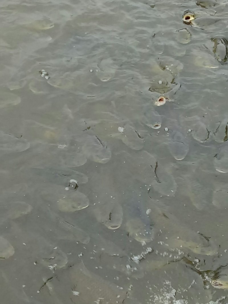 鱼塘