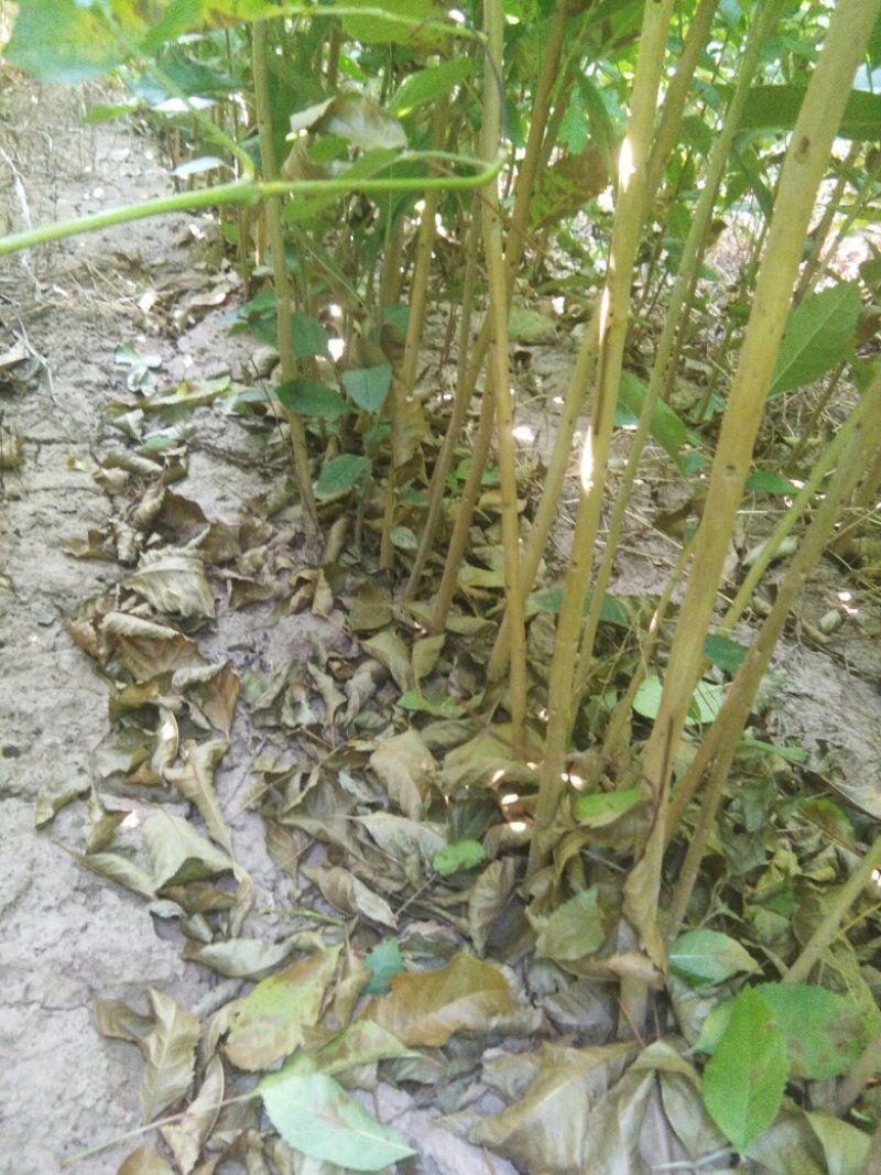 白蜡苗